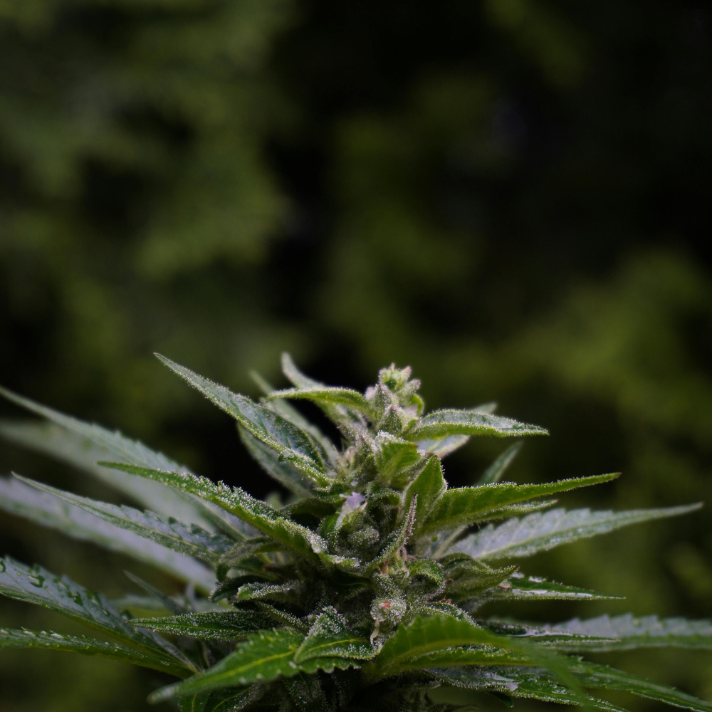 Sustainable hemp plant for textile production