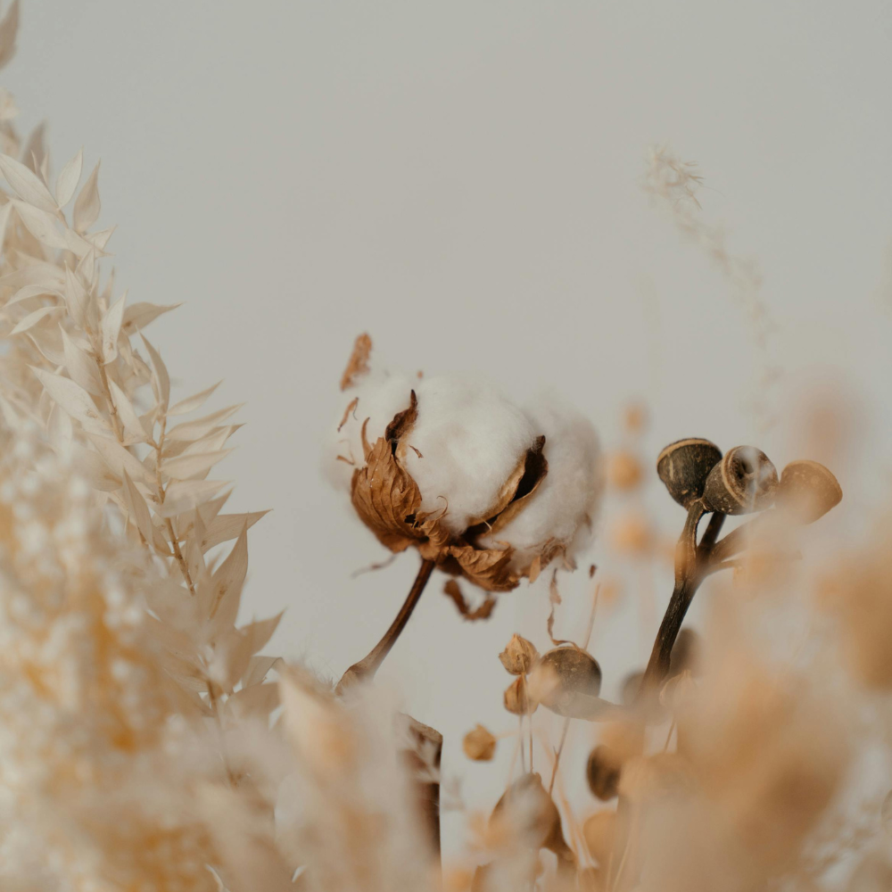 Naturally grown organic cotton plant