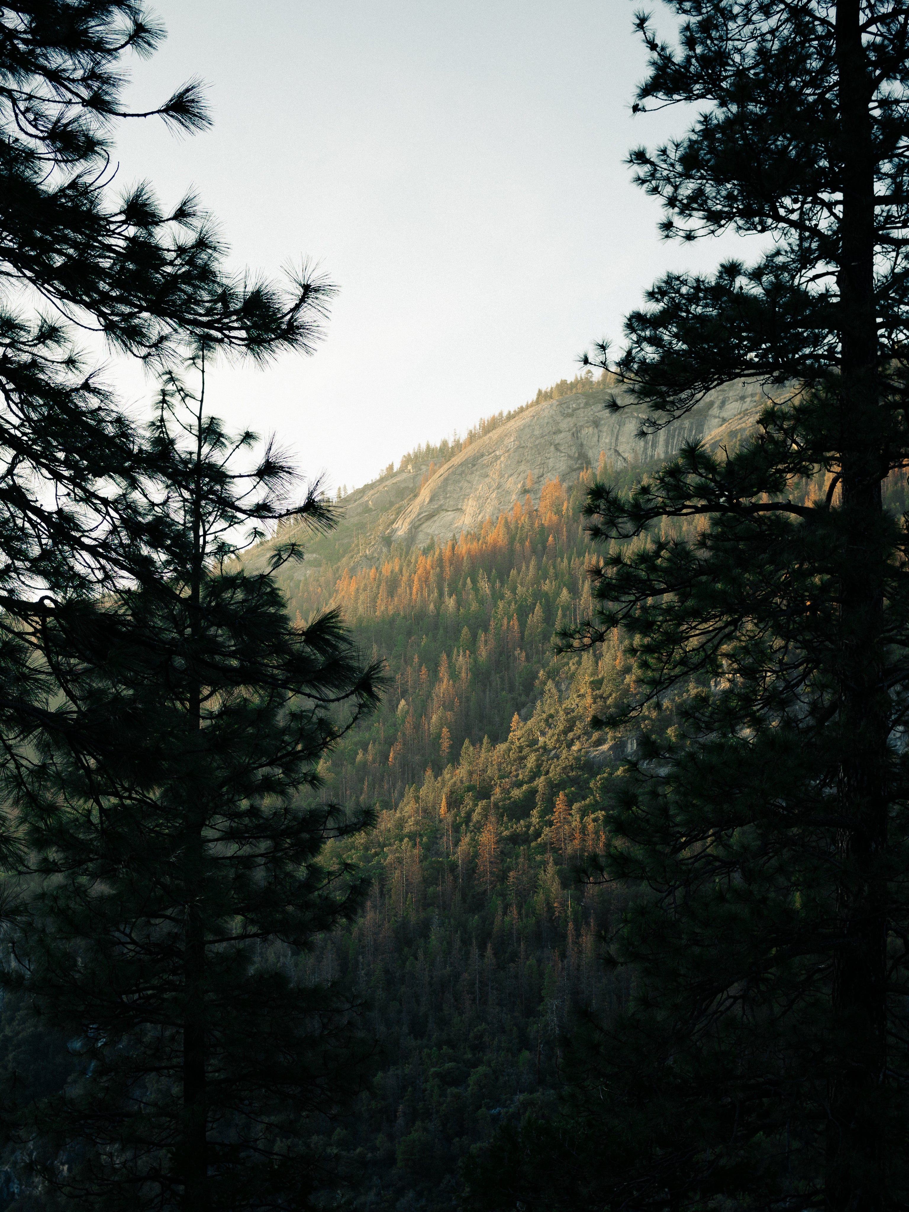Scenic green pine forest in mountains representing nature and sustainability