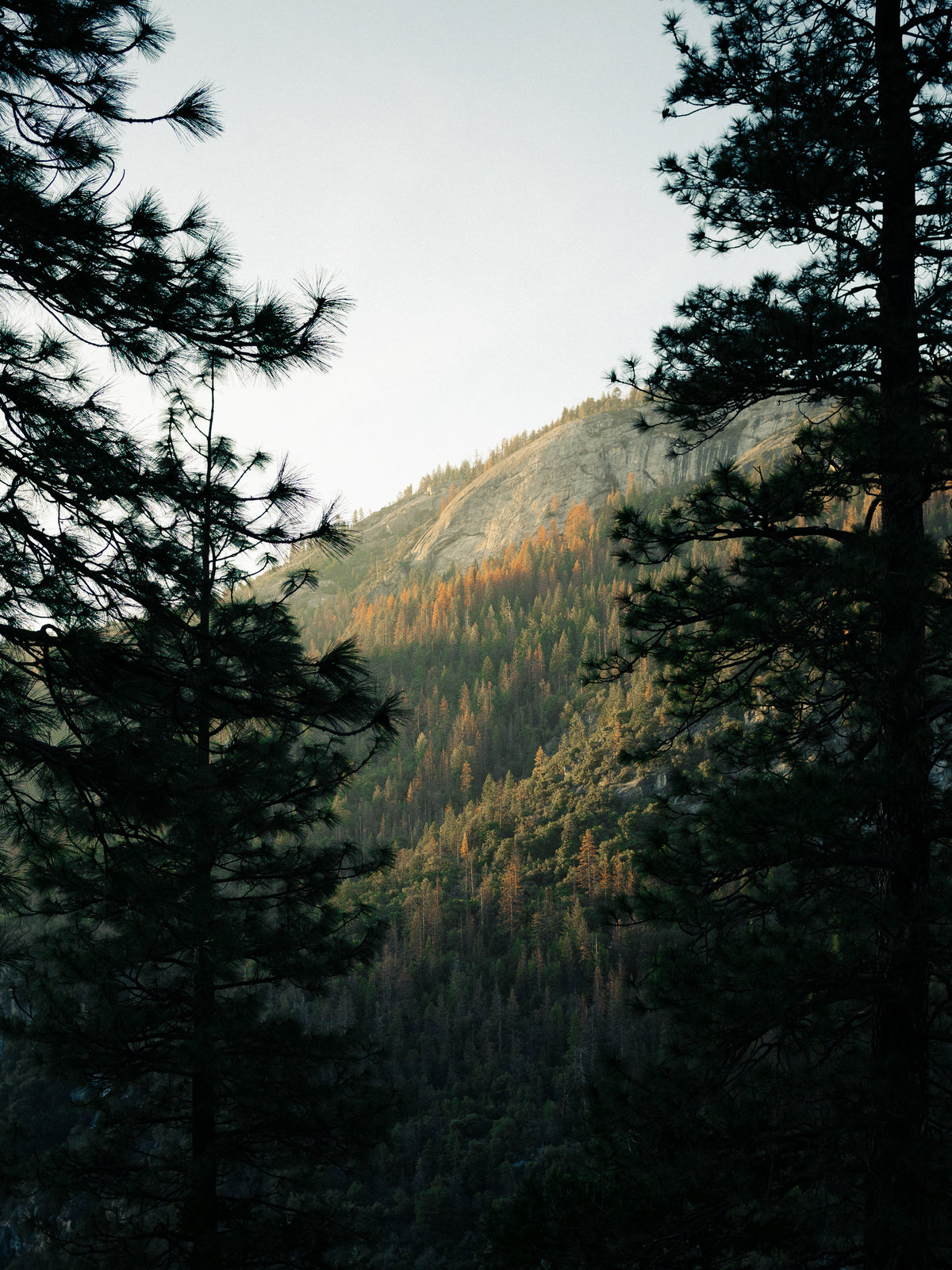 Scenic green pine forest in mountains representing nature and sustainability