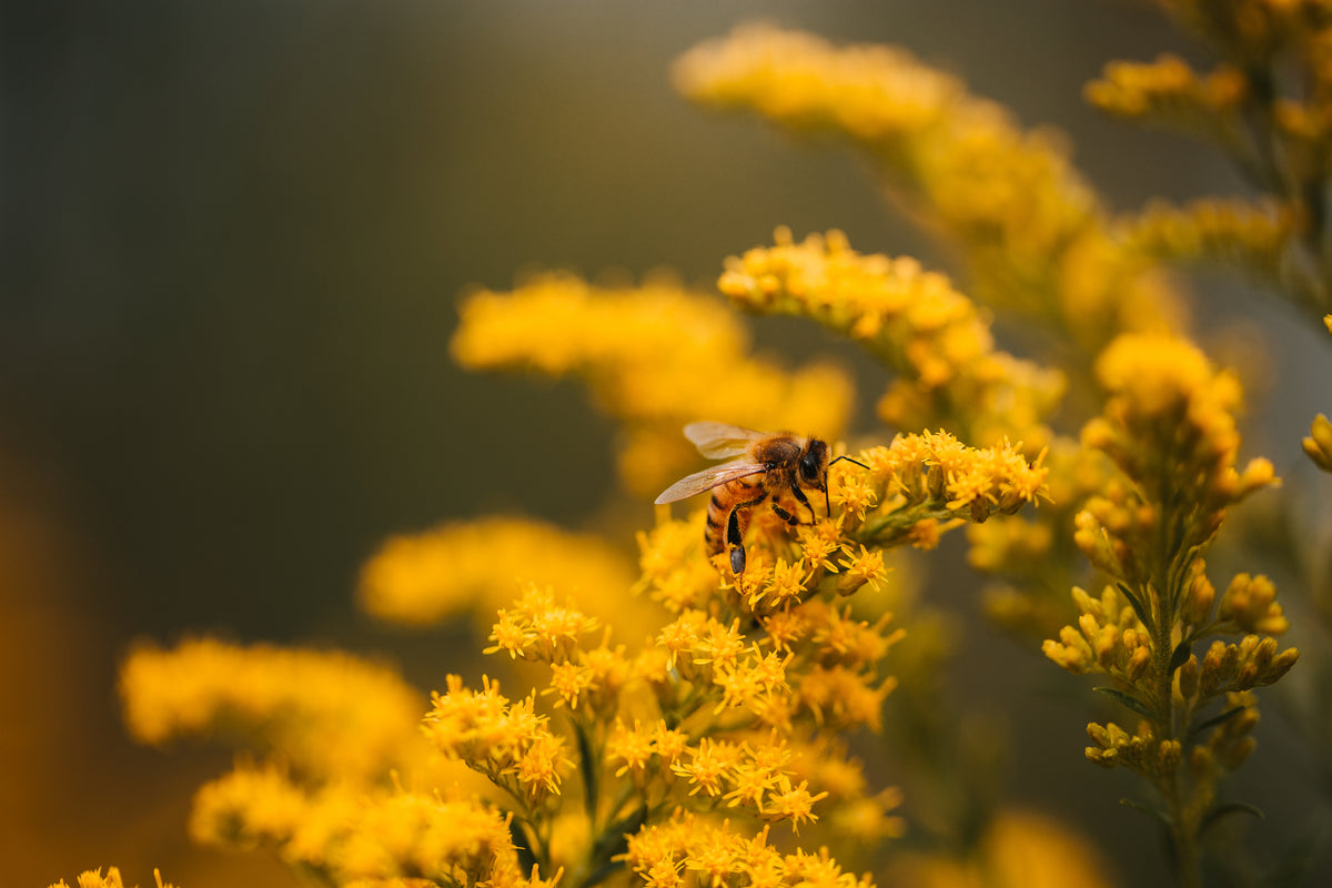 Pollinator bee on a flower, symbolizing environmental impact and sustainability